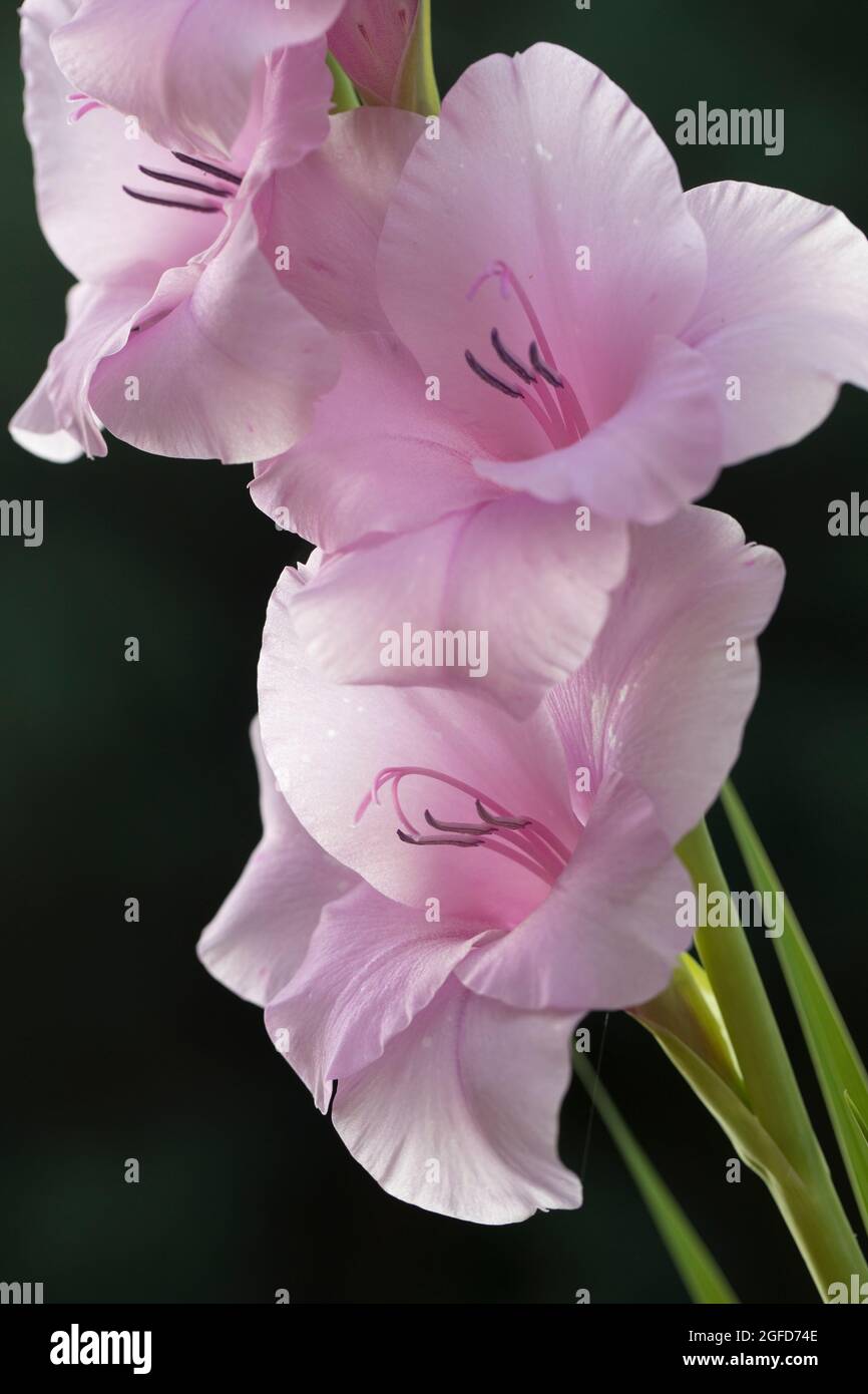 Pink Gladioli flower in a garden in August, England, United Kingdom Stock Photo