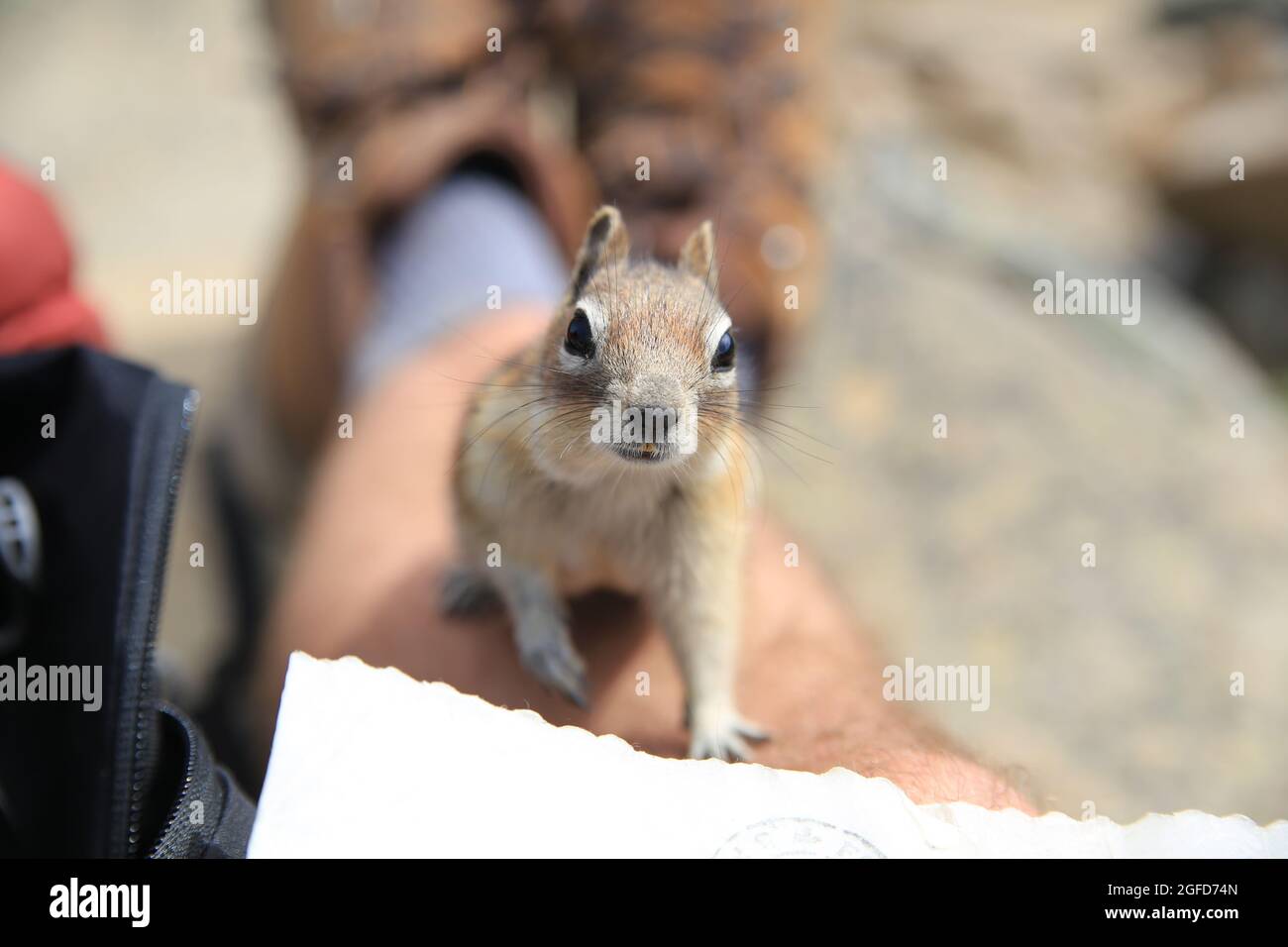 chipmunk on a hiker in the mountain Stock Photo