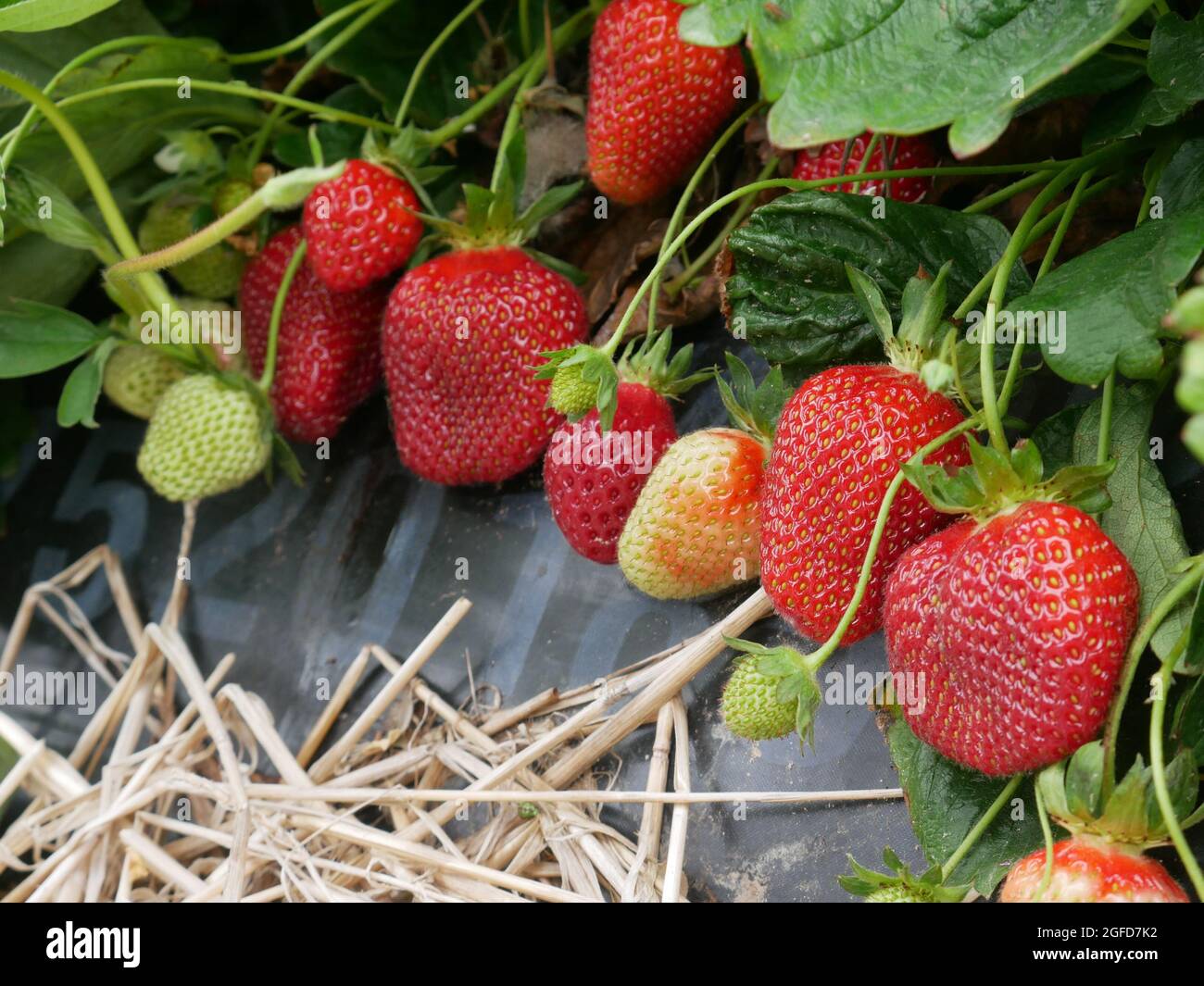 Strawberry picking in the farm Stock Photo - Alamy