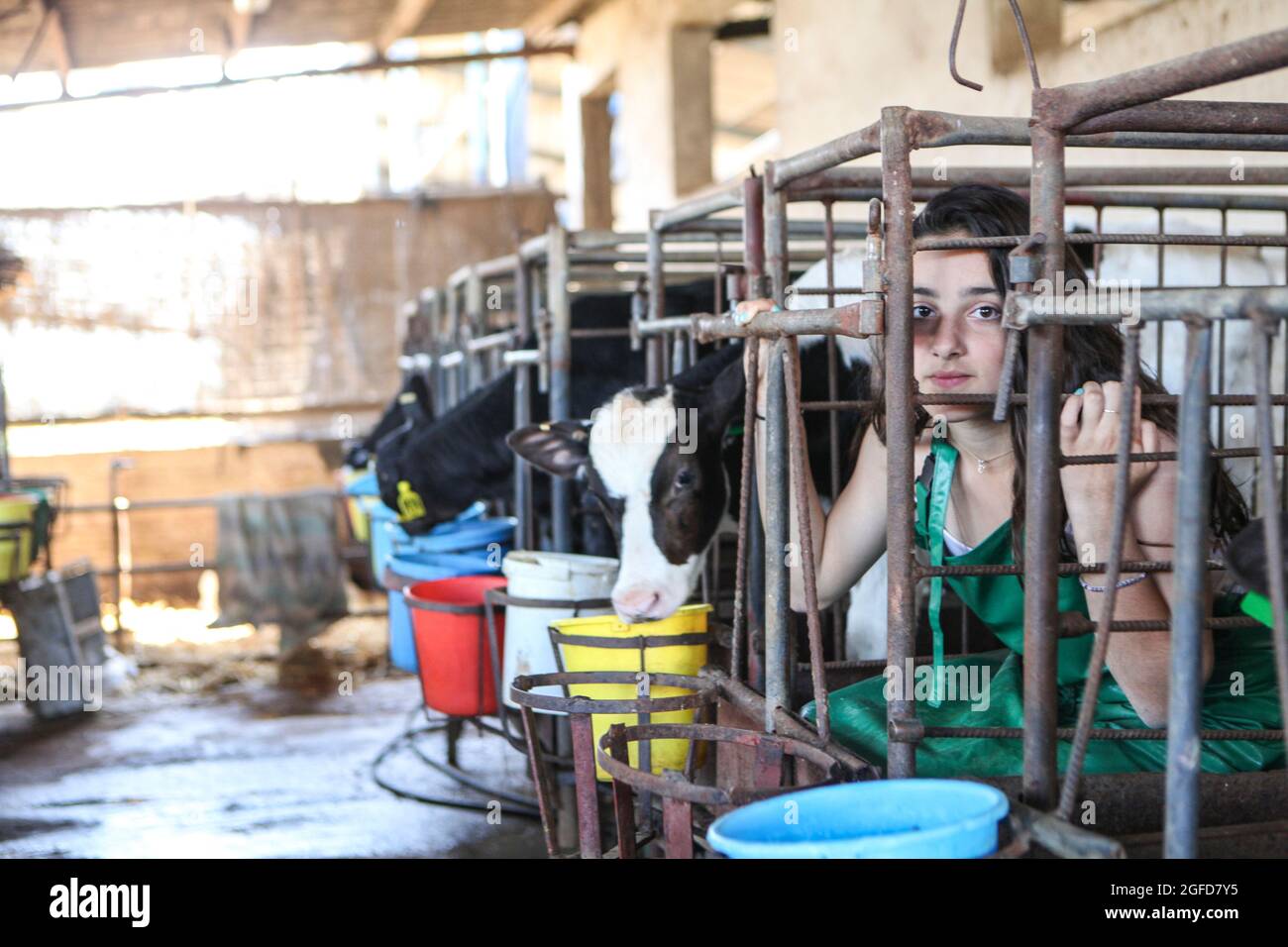 Young teen animal rights protestor locked in a cage with the calves on a dairy farm Stock Photo