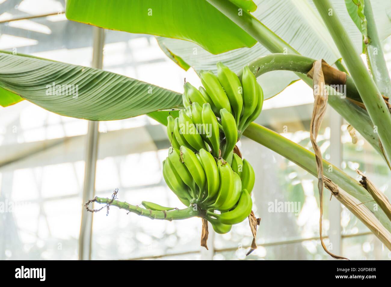 Musa Young green banana fruit growing in the tropics. Bananas on the tree. Musaceae family Stock Photo