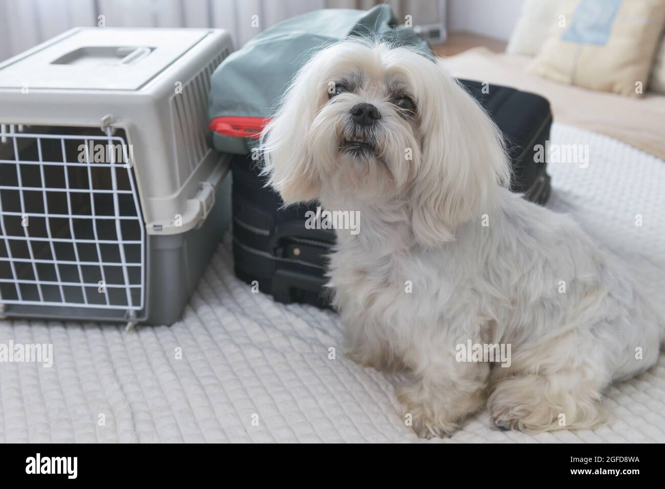 Small dog maltese sitting near carrier and bags waiting for a trip Stock Photo