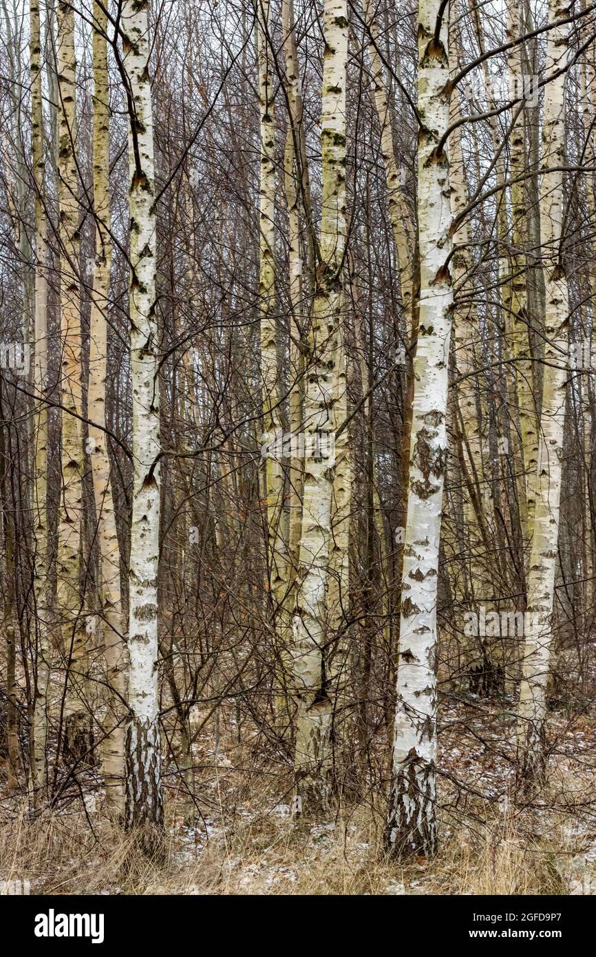 Branches of birch without leaves against the blue sky. Stock Photo