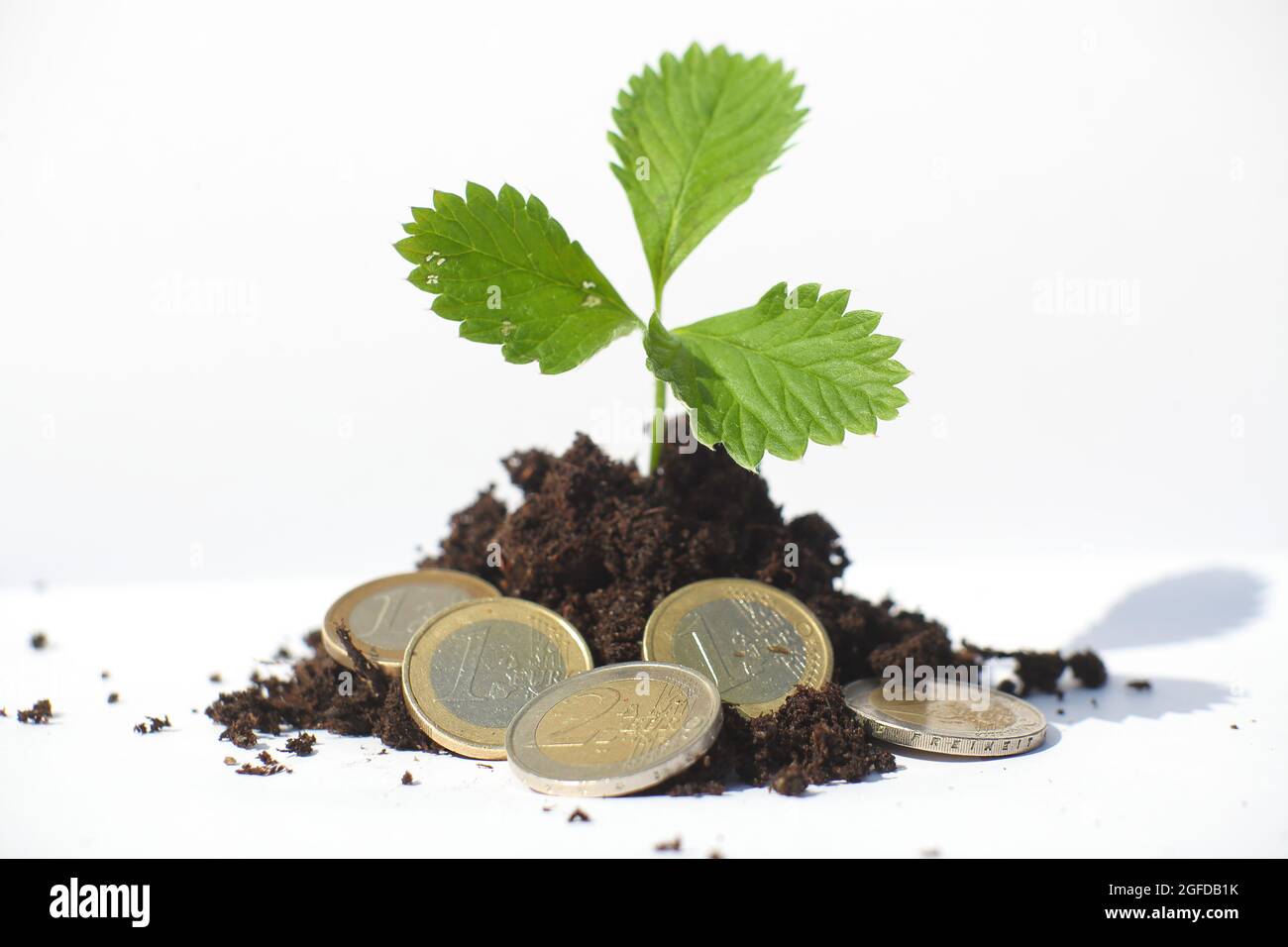 Plant growing from money Stock Photo