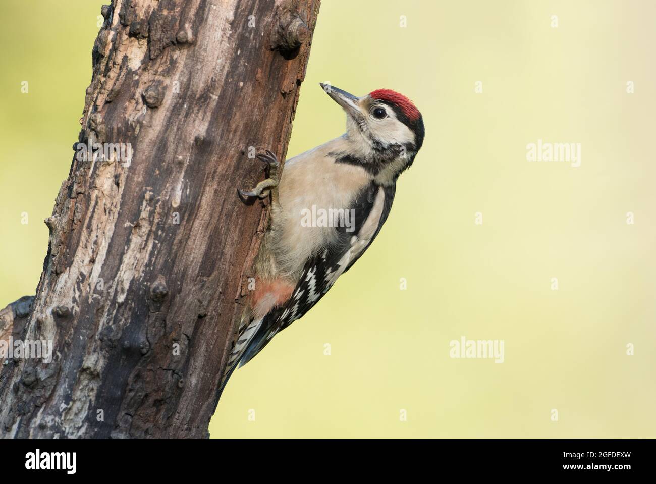 Great Spotted Woodpecker, High Batts Nature Reserve, near Ripon, North Yorkshire Stock Photo