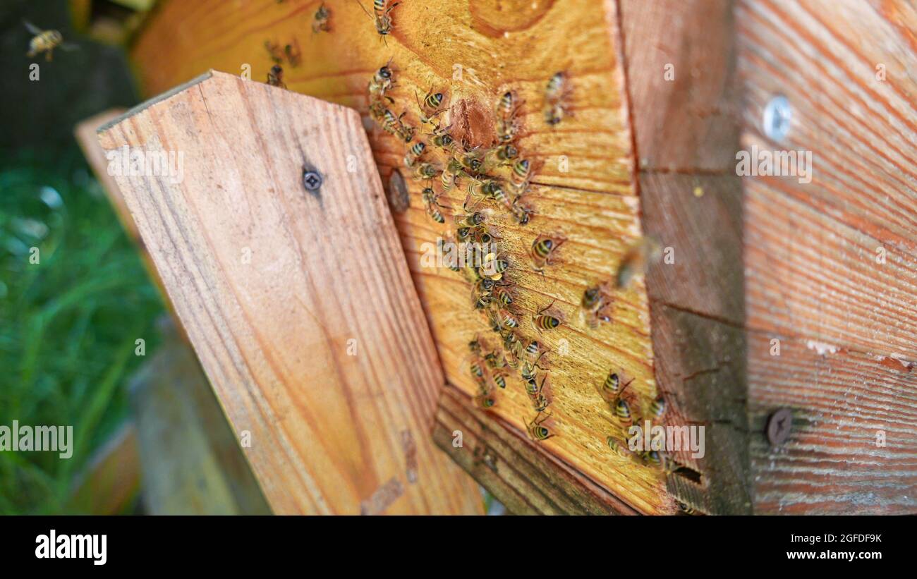 wooden hive with bee colony for honey production Stock Photo