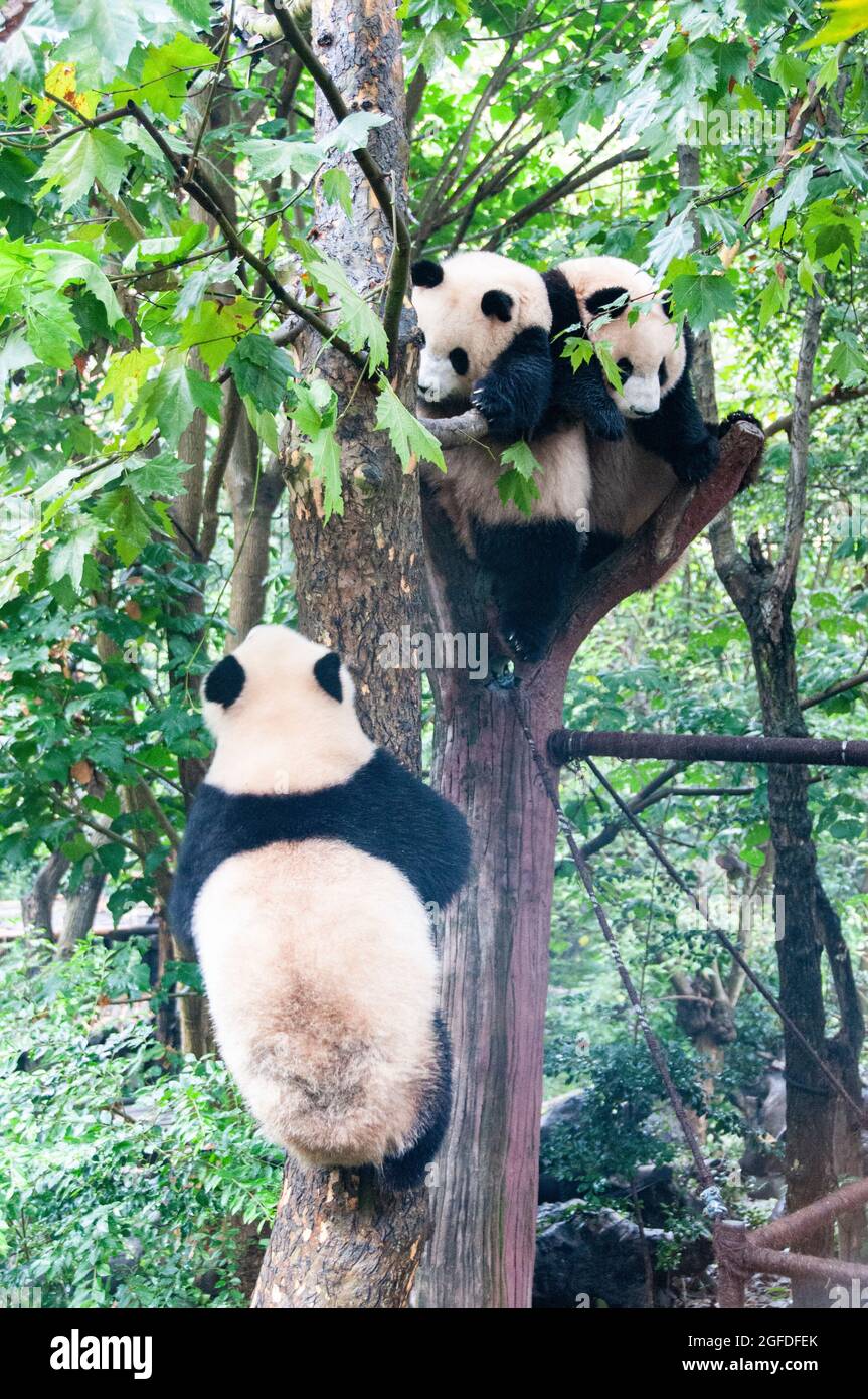 Giant panda in Chengdu city Sichuan provice China Stock Photo