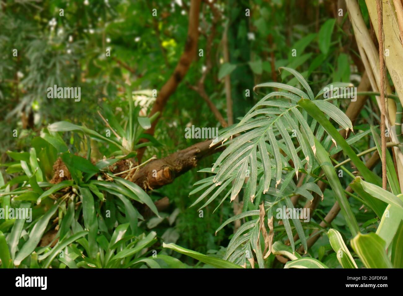 Green leaves background Stock Photo - Alamy