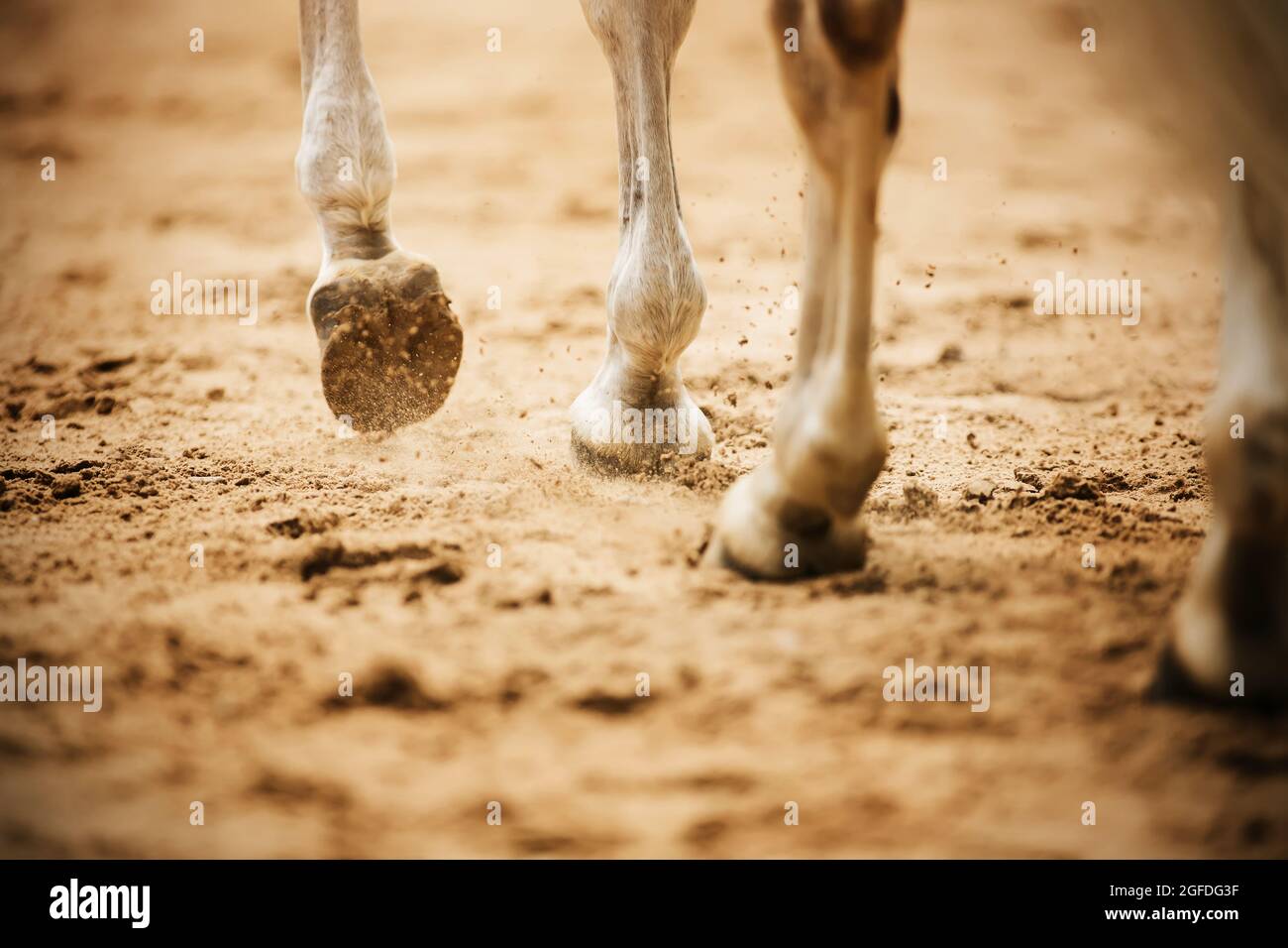 A gray horse walks through the arena, stepping with unshod hooves on the sand and kicking up dust with them. Equestrian sports. Horse riding. Stock Photo