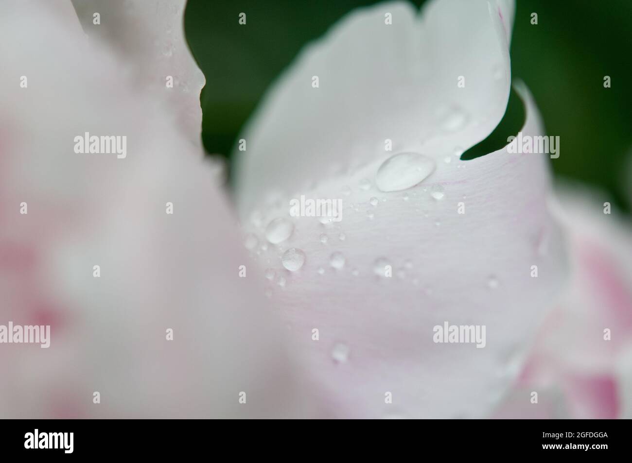 Close up of Peony petals Stock Photo