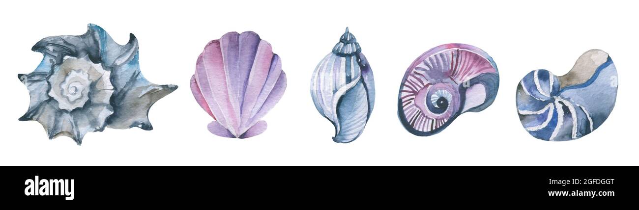 Watercolor seashell beach and ocean design elements: large collection ...