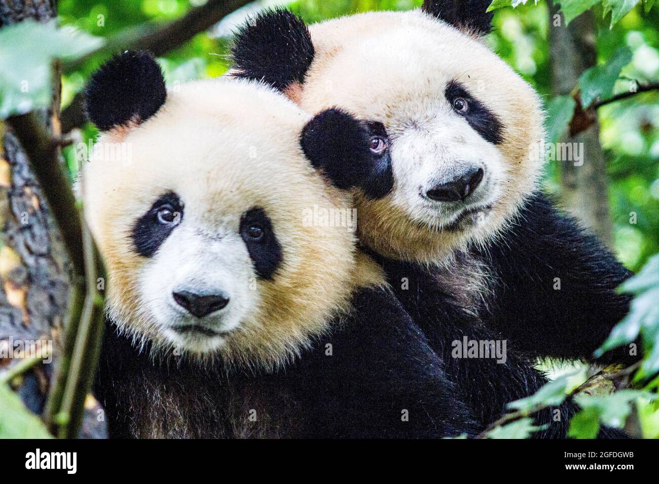 Giant panda in Chengdu city Sichuan provice China Stock Photo