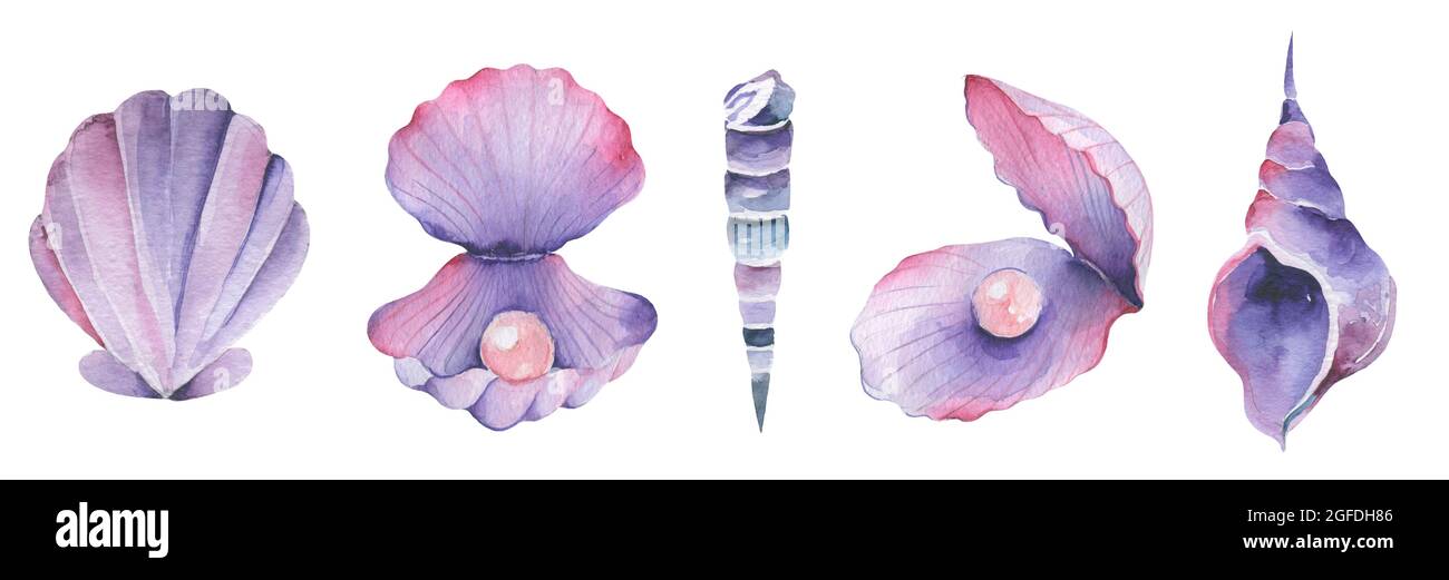 Watercolor seashell beach and ocean design elements: large collection ...
