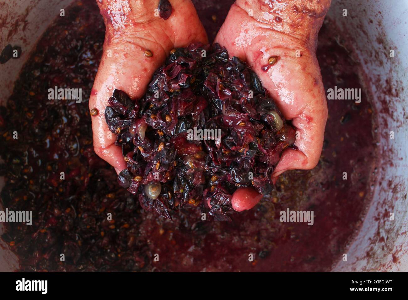 Concept of making homemade red wine Stock Photo Alamy