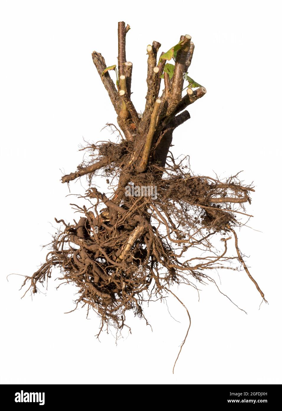 Shrub root isolated on white background, with ground. Stock Photo