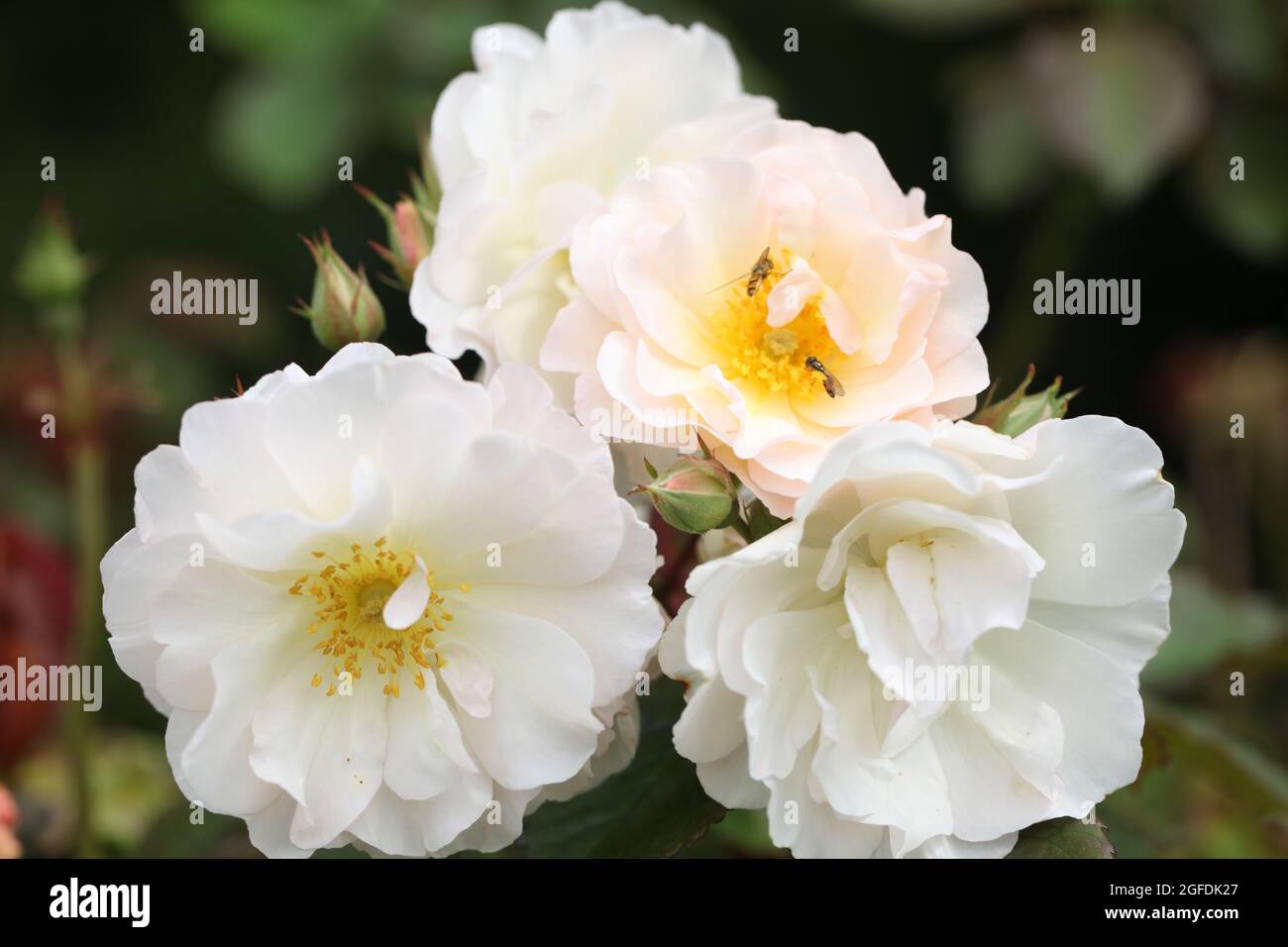 Hybrizer hires stock photography and images Alamy