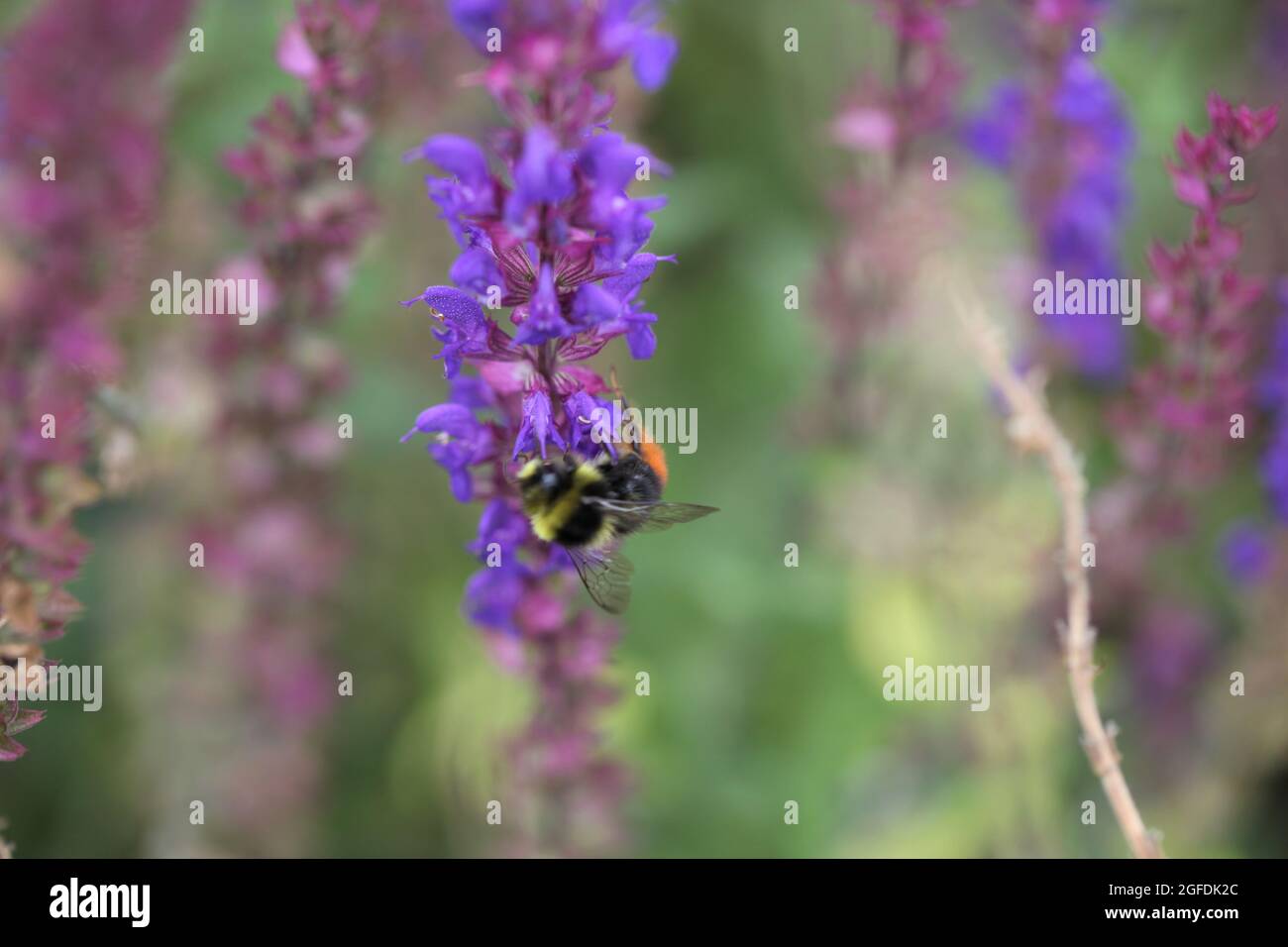 Wildlife Gardens - Bee foraging on Purple Loosestrife / Lythrum salicaria Stock Photo