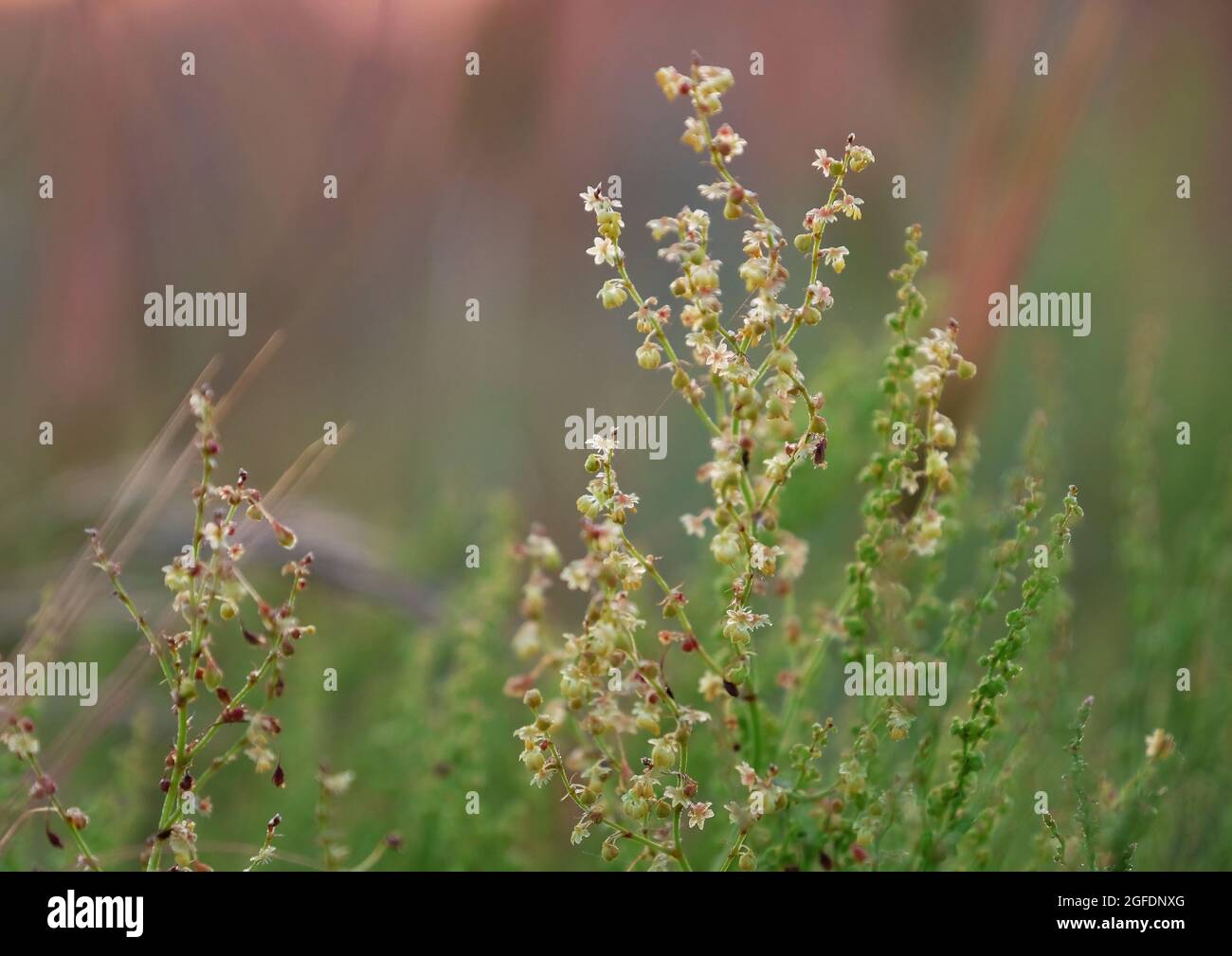 Wild meadow grass on blurred nature background Stock Photo - Alamy