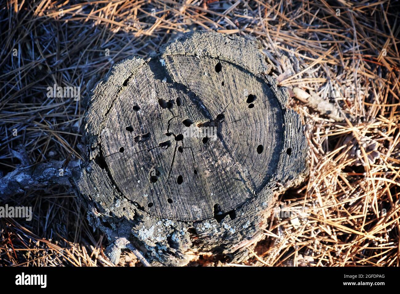 Wooden stub on dry pine needles Stock Photo Alamy