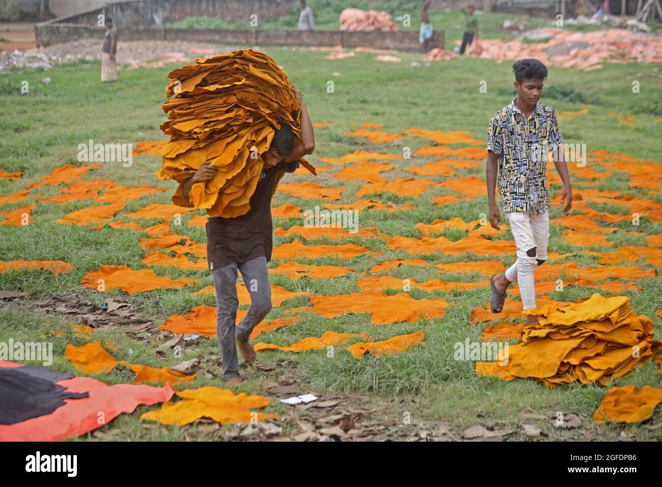 Dhaka, Bangladesh, August 25, 2021: A Worker from Hazaribagh puts pieces of leather to dry as part of process of leather tanning in a small factory to sell it to manufacture of shoes. Tanning consists of the hides being soaked, then in order to eliminate the salt in a solution of lime and water to soften the hair and eliminate them using a machine, then the residues are removed by hand with a blunt knife. Credit: Maruf Rahman  / Eyepix Group/Alamy Live News Stock Photo