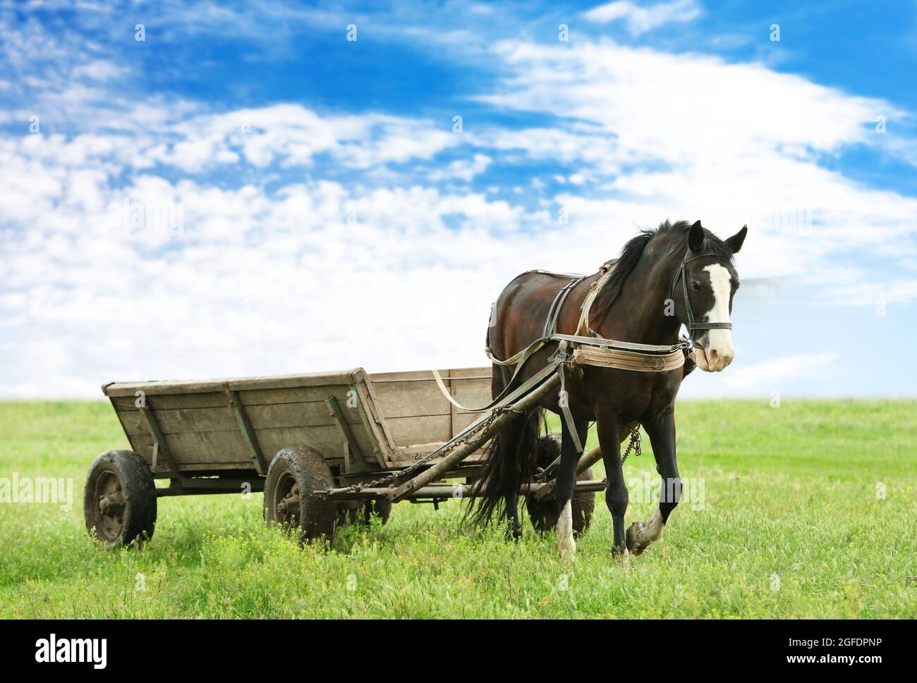 Horse with cart on the farm Stock Photo