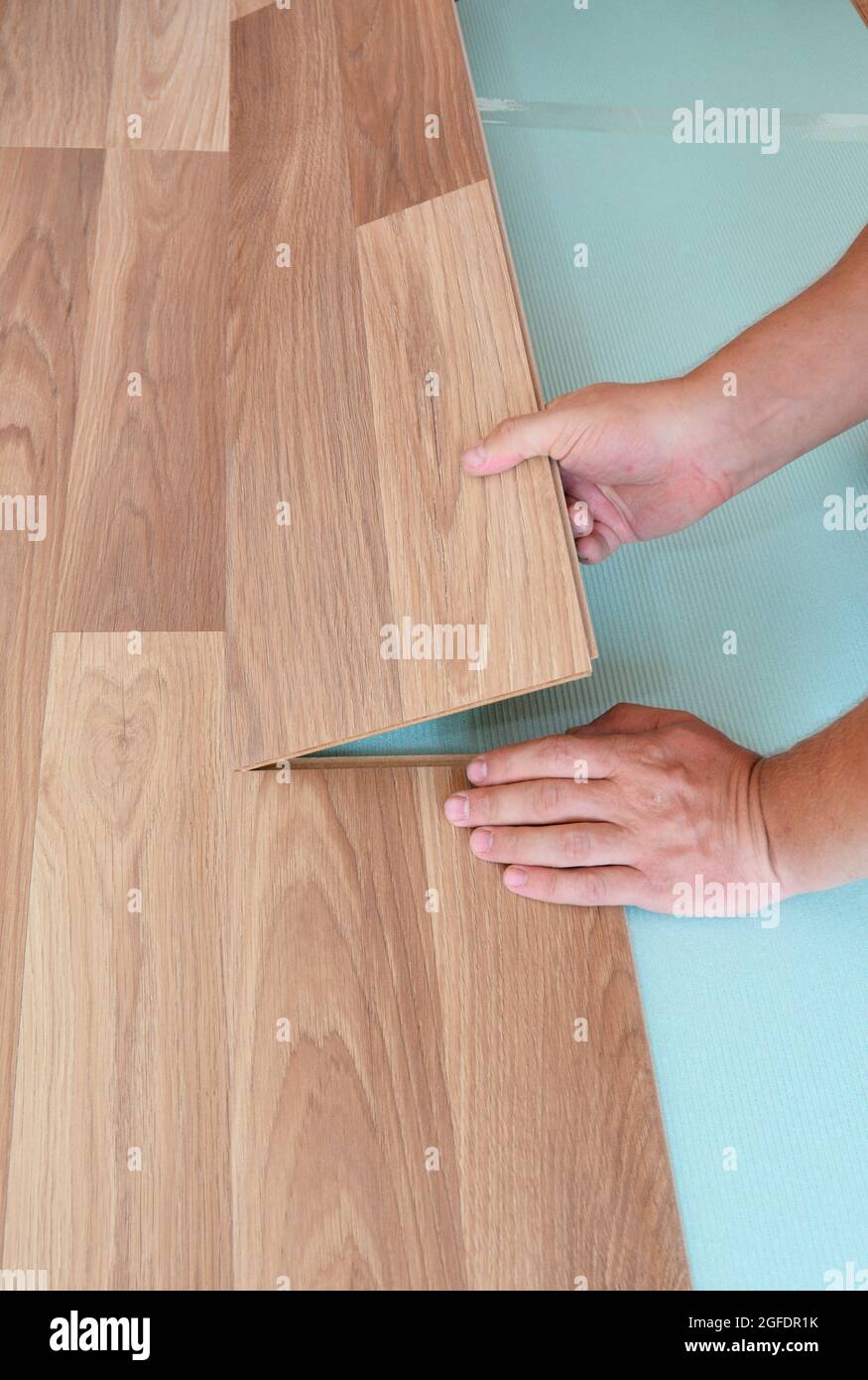 Wood laminate flooring installation: a handyman is laying the laminate  flooring plank on the the underlayment till it snaps Stock Photo - Alamy