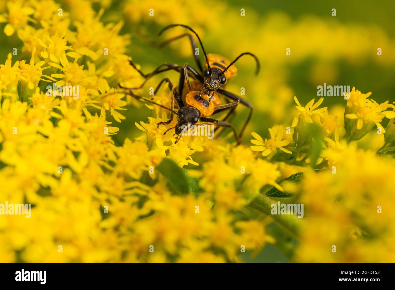 Goldenrod Soldier Beetles Mating on Goldenrod Stock Photo Alamy