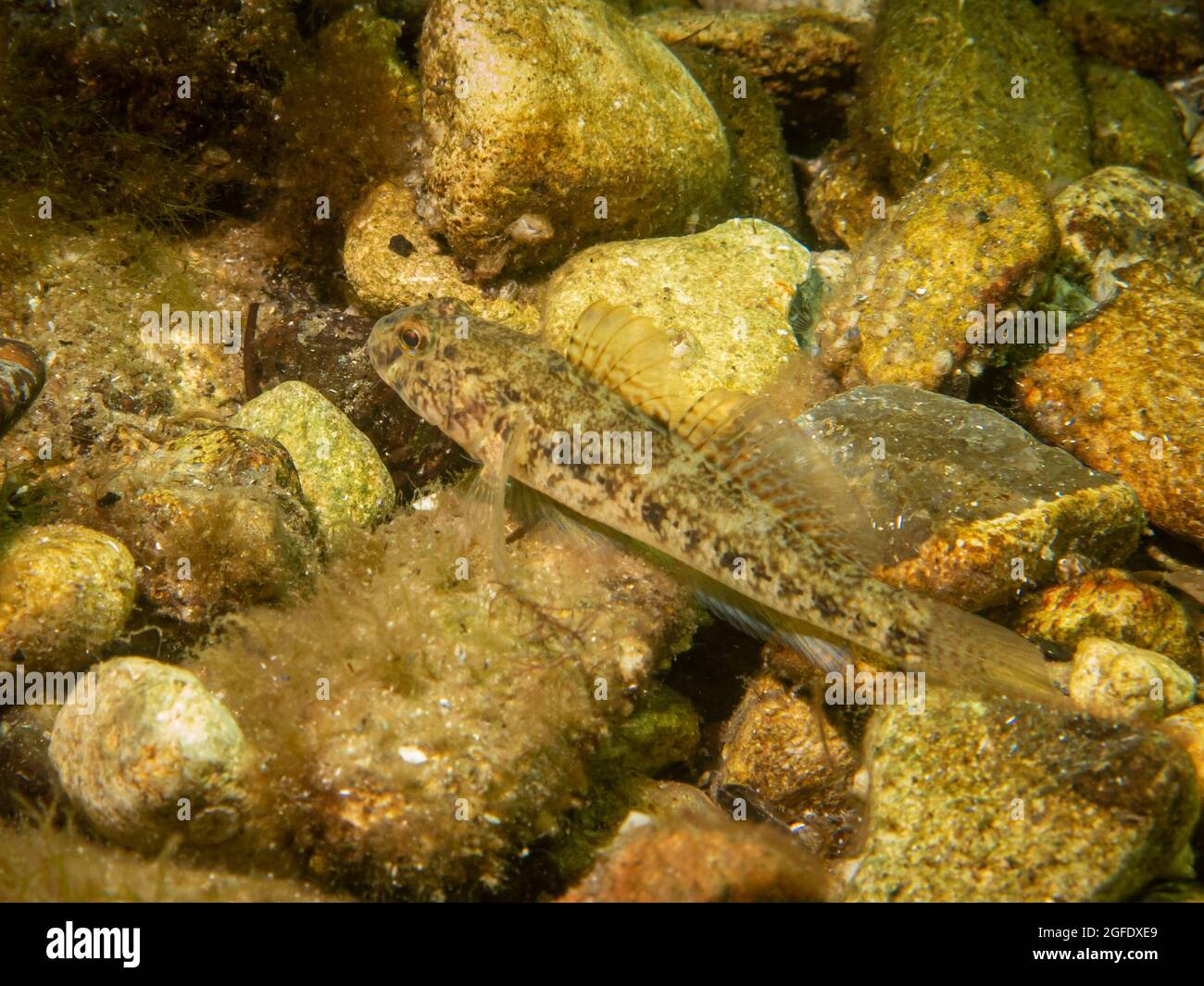 A Sandy Goby, Pomatoschistus minutus, in The Sound, the water between Sweden and Denmark Stock Photo