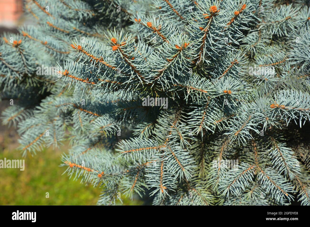A close-up of a healthy Colorado blue spruce, evergreen coniferous tree with densely growing branches with blue-green needles. Stock Photo