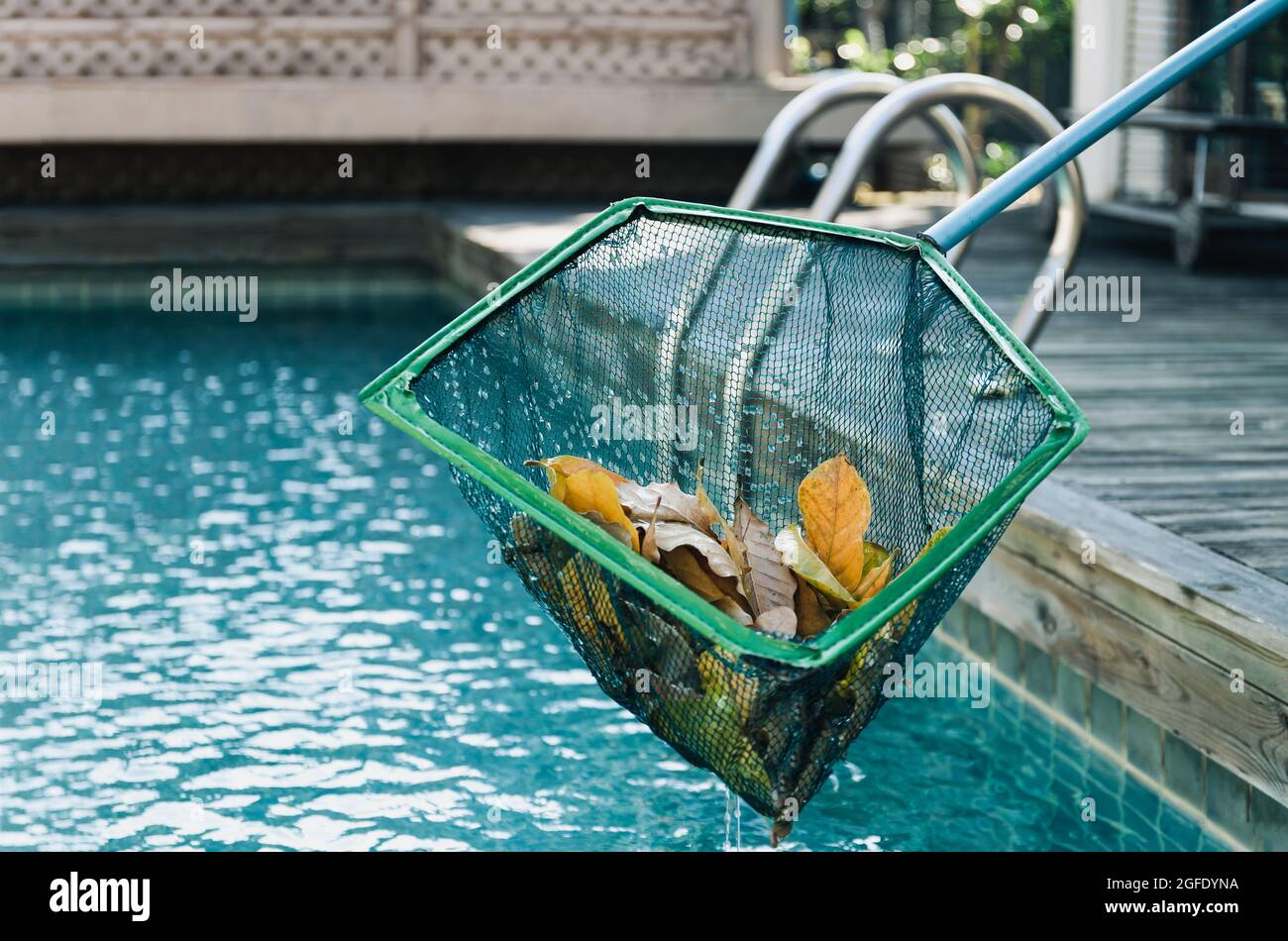 Cleaning swimming pool of fall leaves with skimmer Stock Photo Alamy