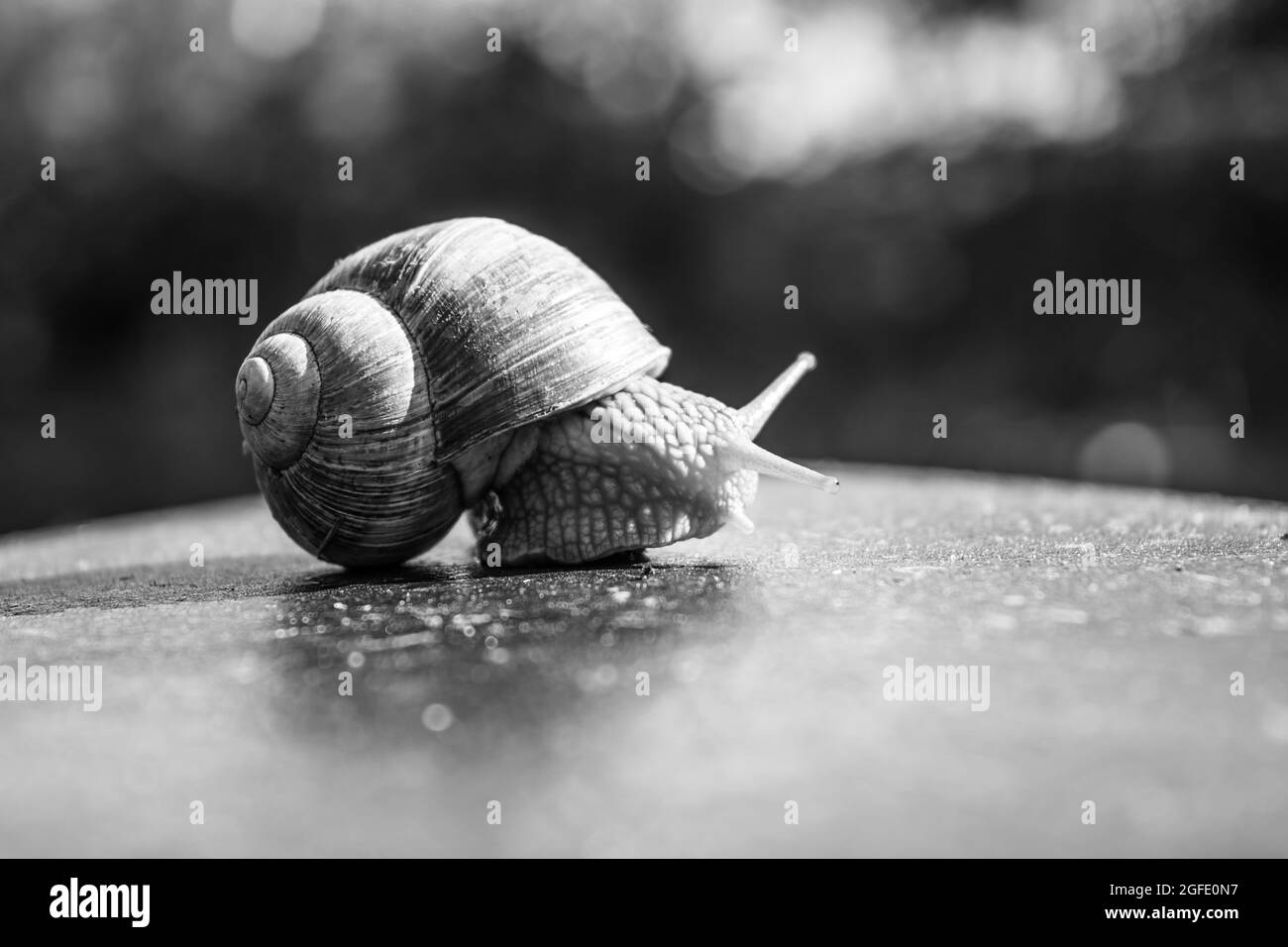 Grayscale closeup shot of a snail on a wet surface Stock Photo - Alamy