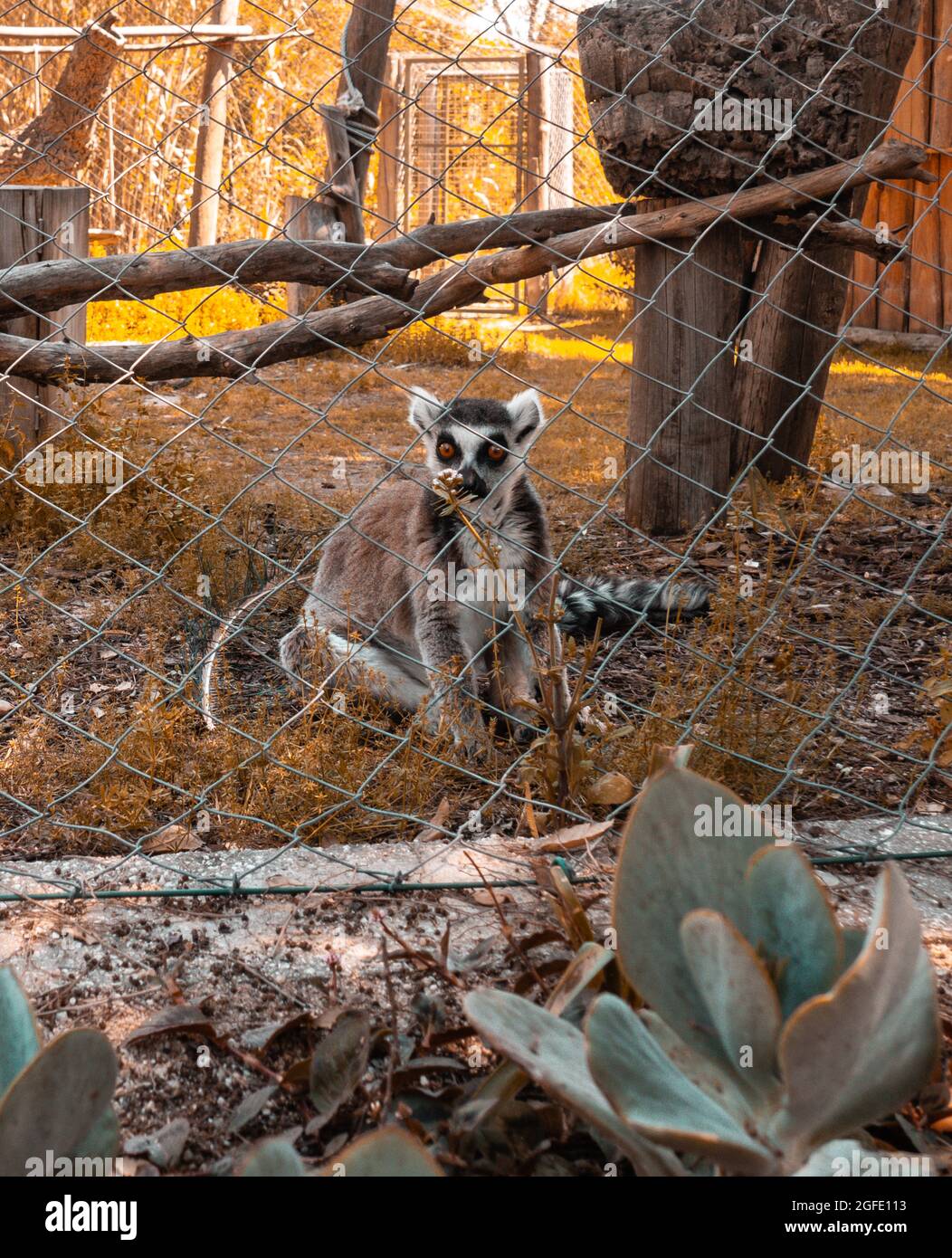 Image showcasing Vertical closeup shot of a lemur in a cage Stock Photo - Alamy