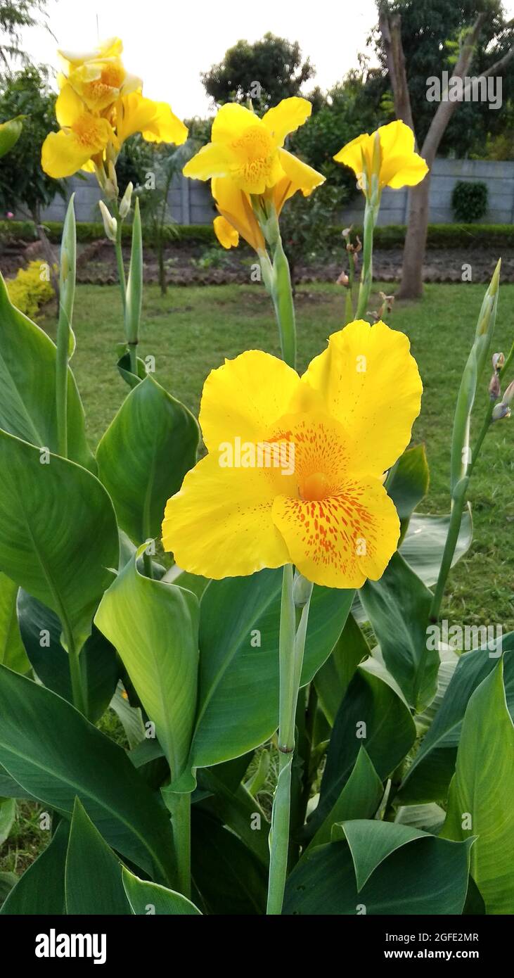 Beautiful yellow flowers in a banana treeshaped plant Stock Photo Alamy