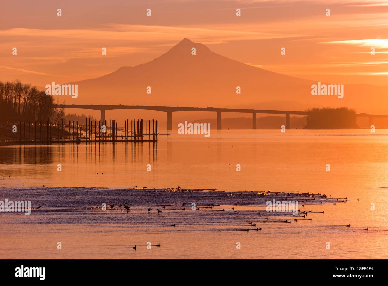 Birds flocking on water during vibrant sunrise light over Mt Hood and the Columbia River, Portland Oregon Stock Photo