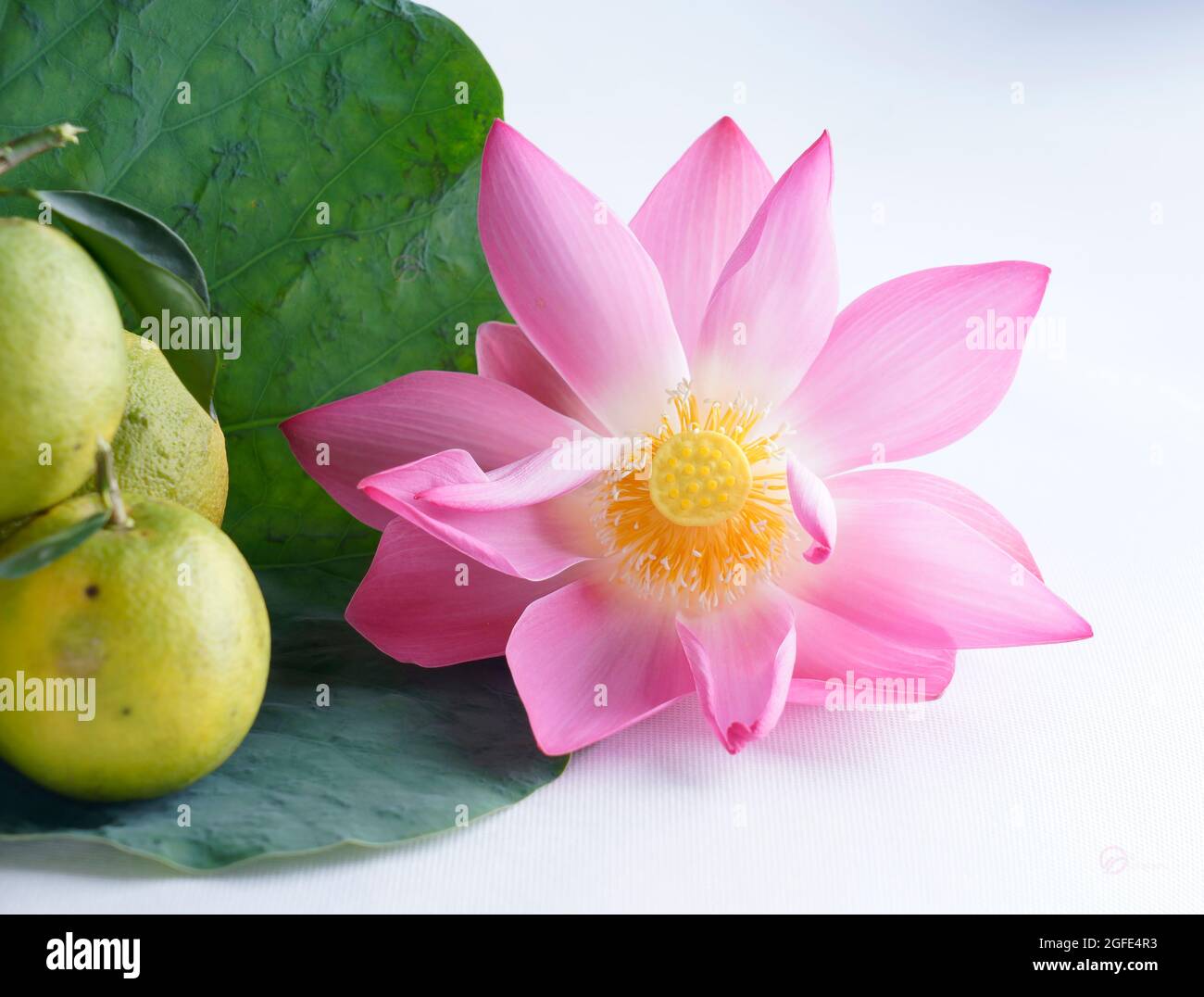 lotus and mandarin on a white background Stock Photo Alamy