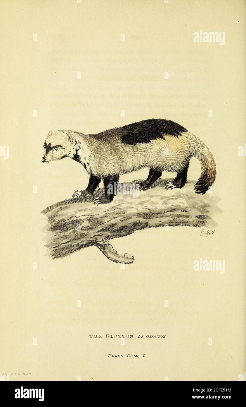 Page 3 Whale Word High Resolution Stock Photography And Images Alamy