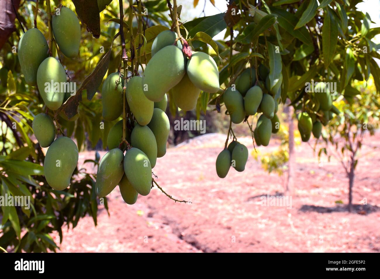 Fresh green organic bunch of mangoes hanging on a mango tree. view of