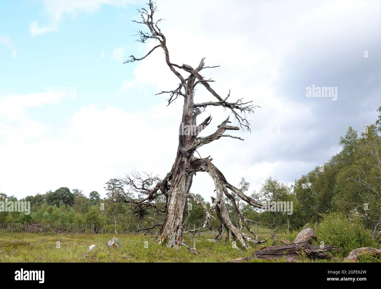 Dead tree in Black Wood of Rannoch, Kinloch Rannoch, Scottish Highlands Stock Photo