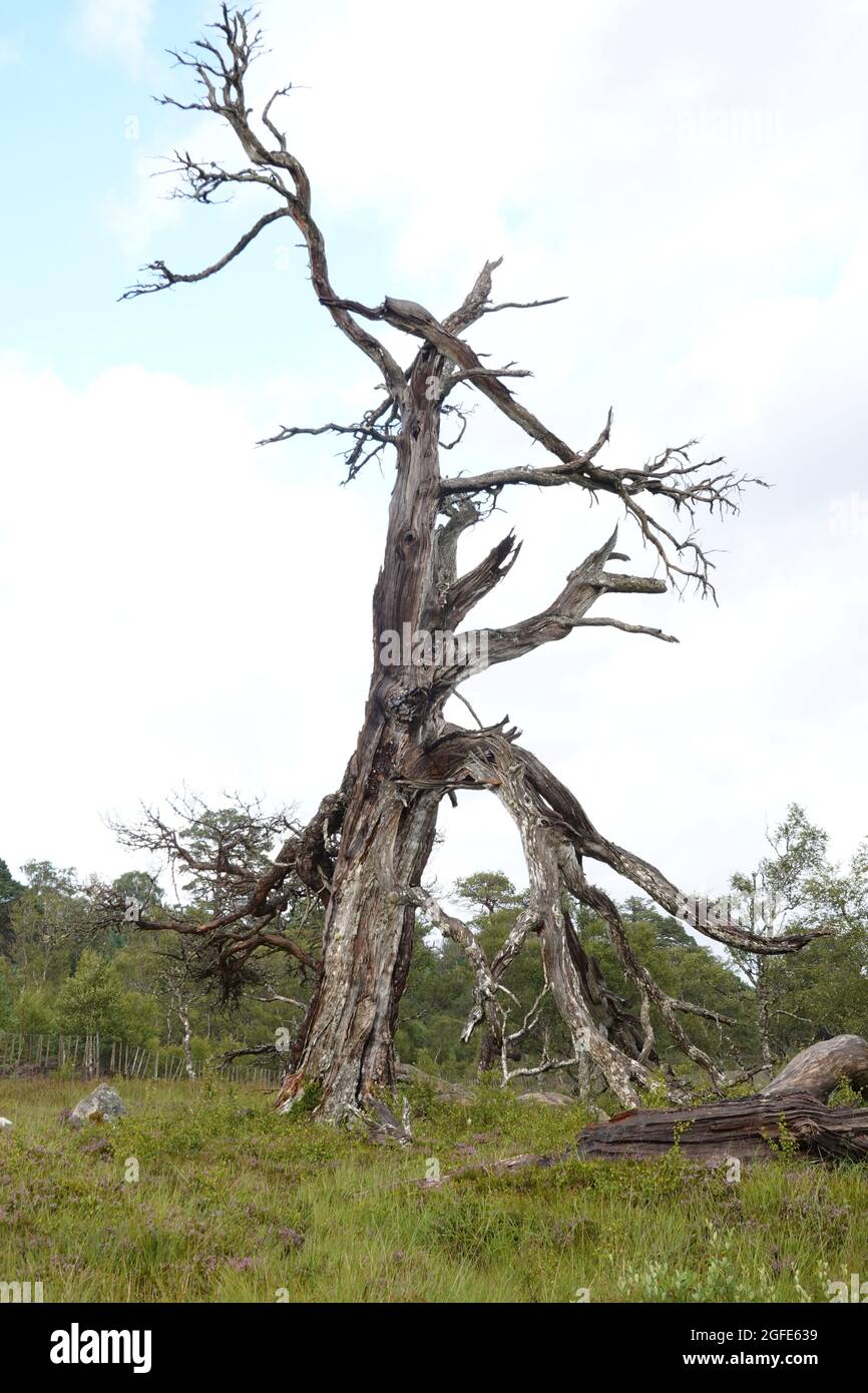 Dead Scots Pine, Black Wood of Rannoch, an remnant of an ancient Caledonian forest, Loch Rannoch Scottish Highlands. Stock Photo