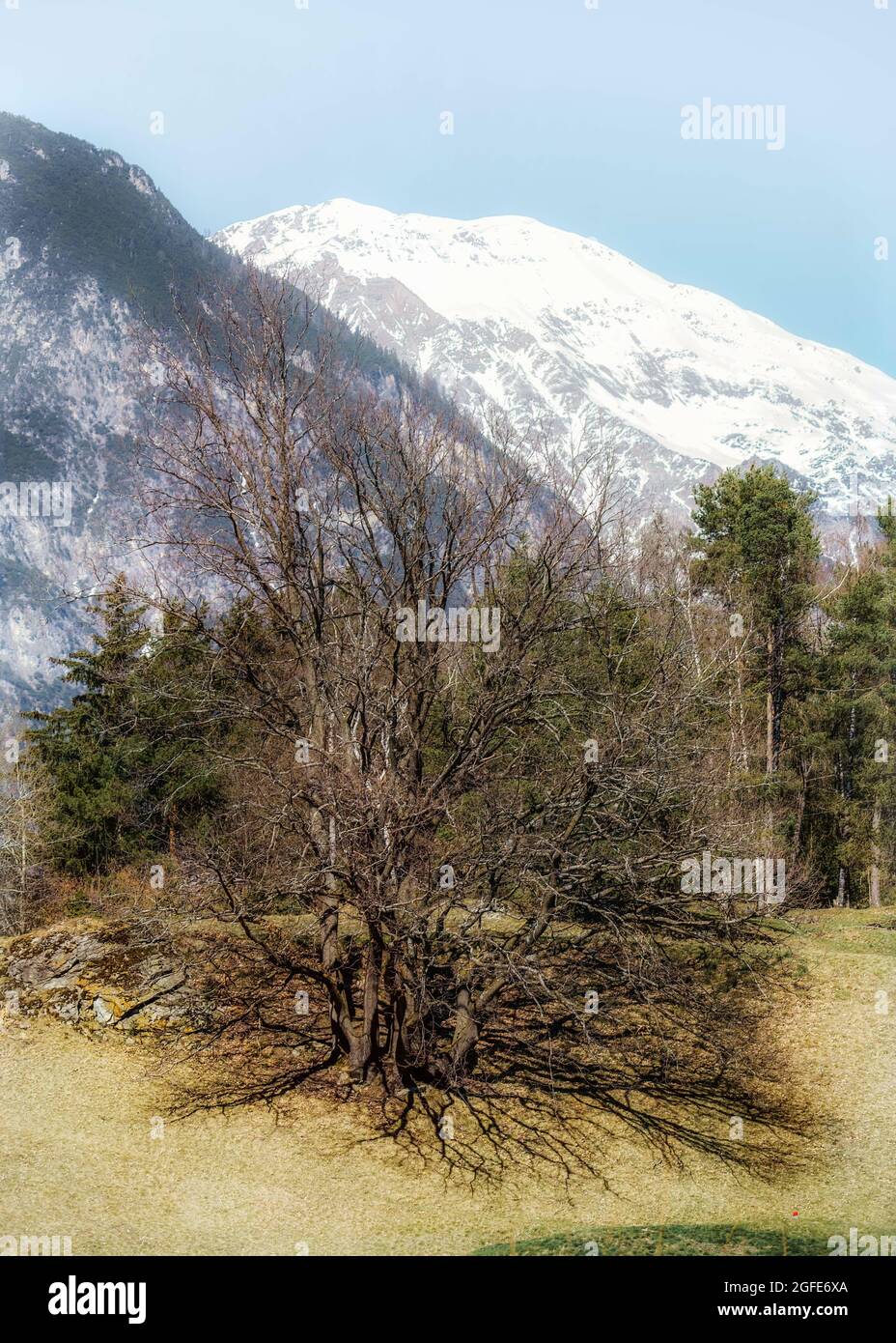 Vertical shot of a tree with snowy mountains in the background Stock ...