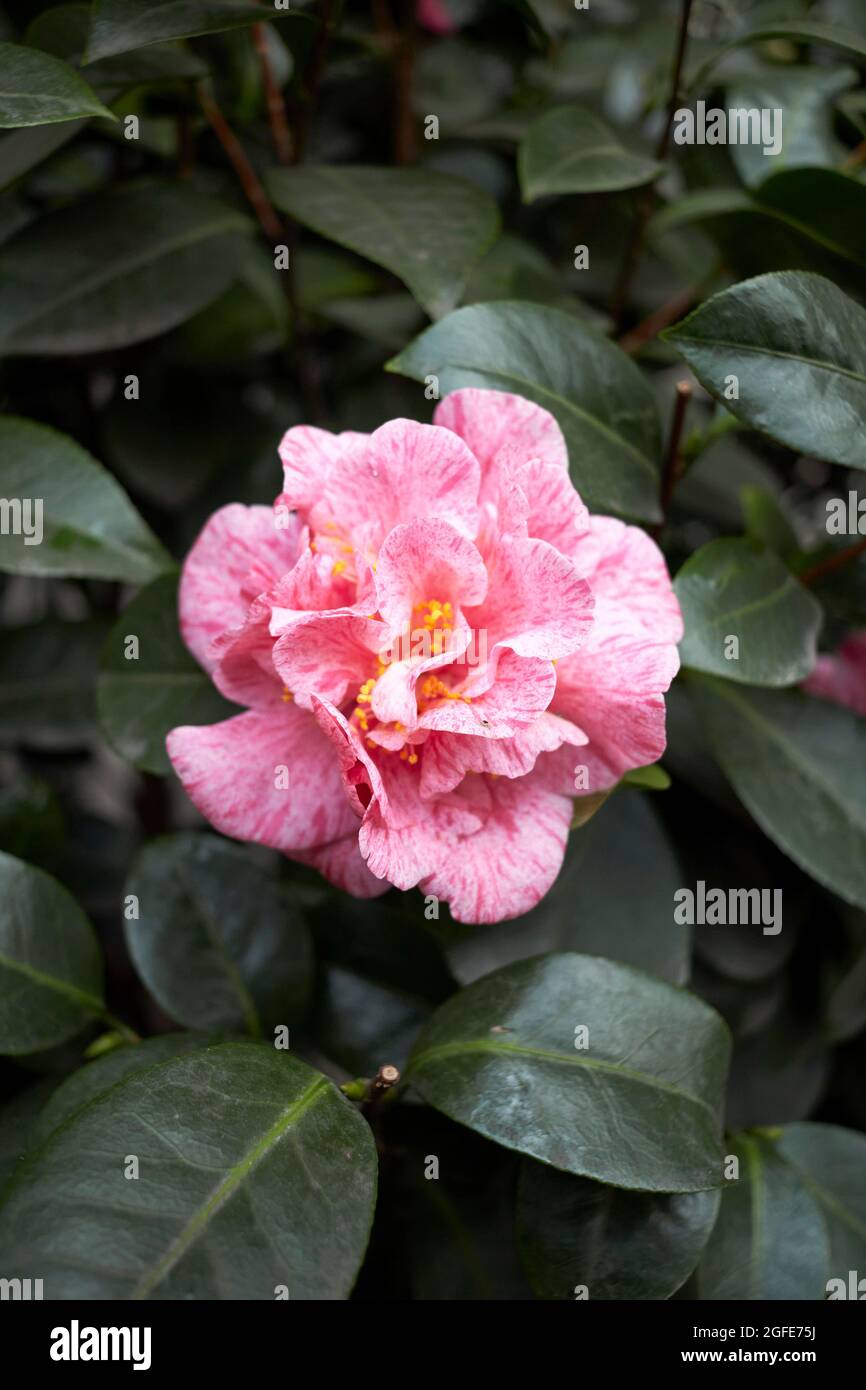 Beautiful camellia flower in hi-res stock photography and images - Alamy