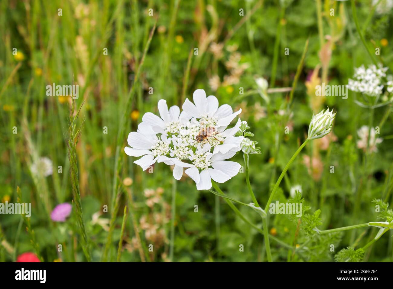 Orlaya grandiflora white flower Stock Photo