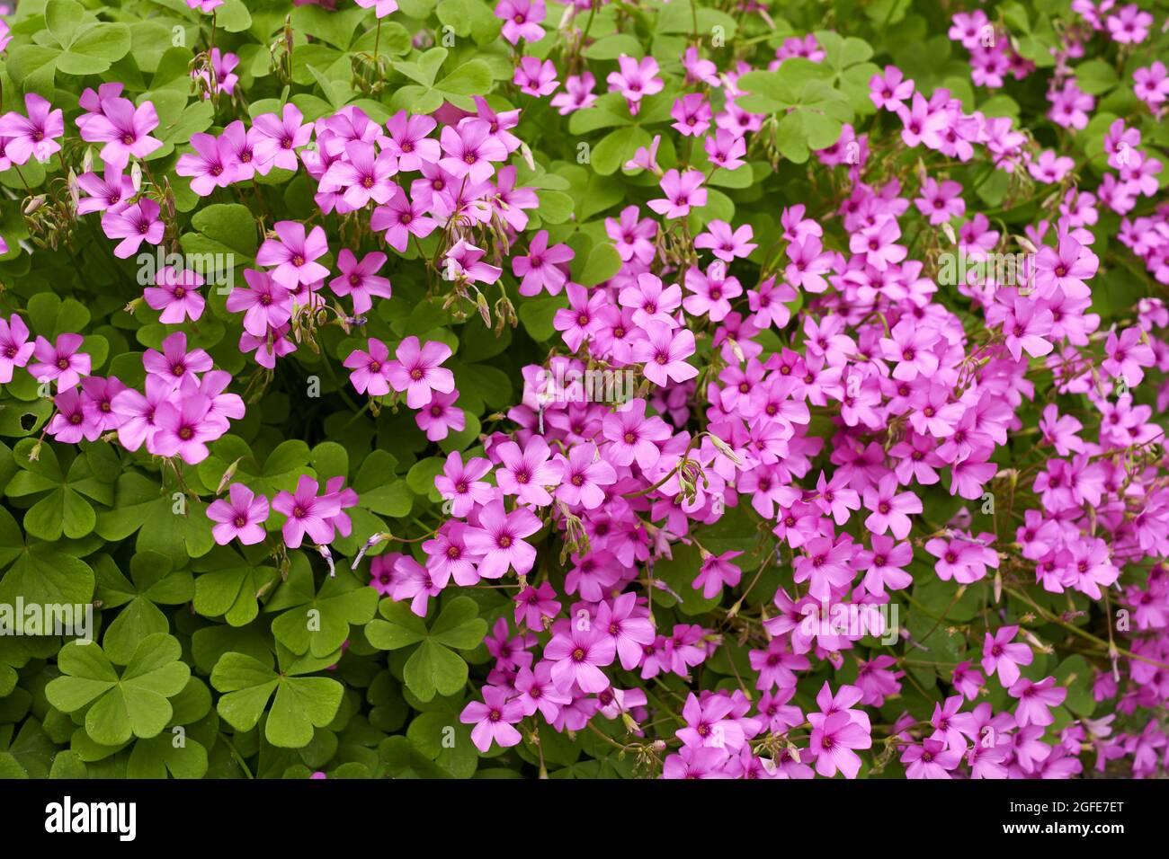 Oxalis articulata pink flowers Stock Photo Alamy