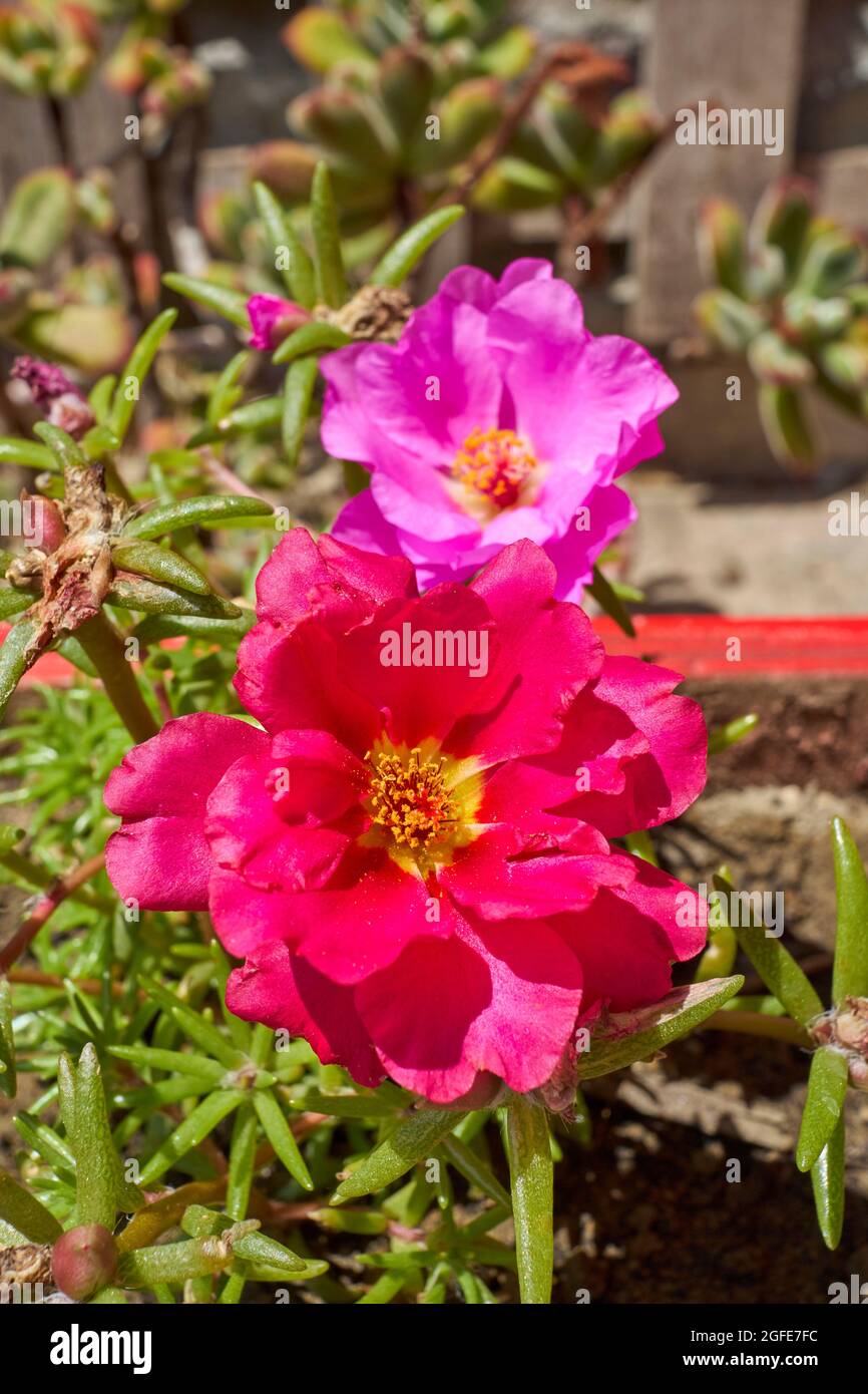 Portulaca grandiflora colorful flowers Stock Photo Alamy