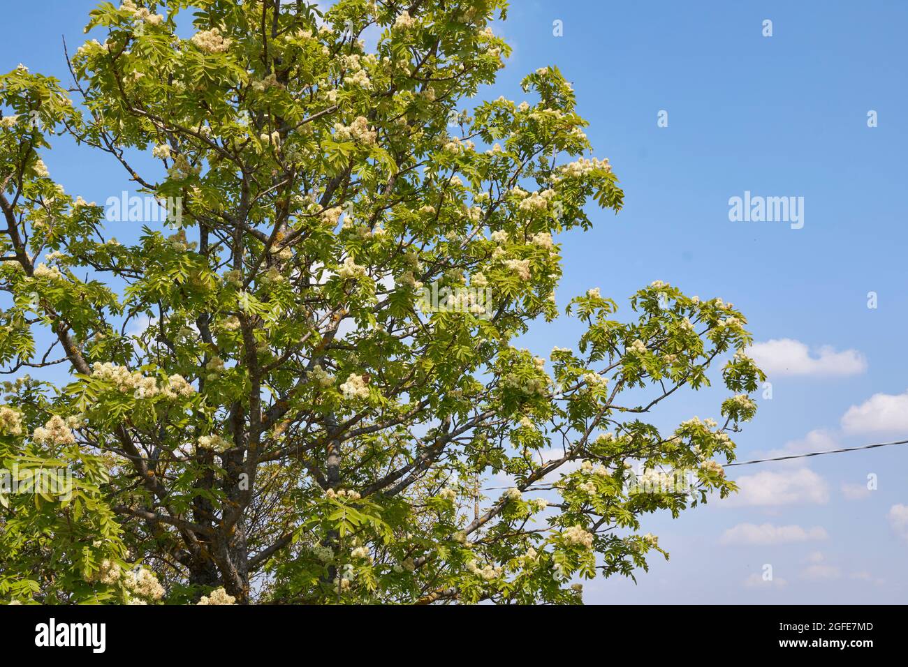 Sorbus domestica tree in bloom Stock Photo