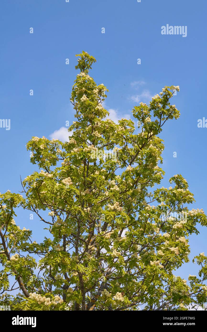 Sorbus domestica tree in bloom Stock Photo