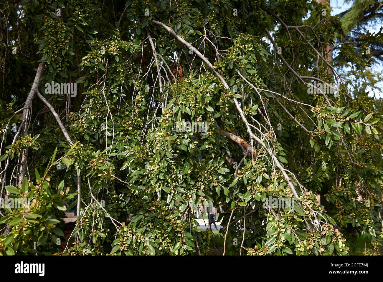 Ulmus parvifolia branch close up Stock Photo