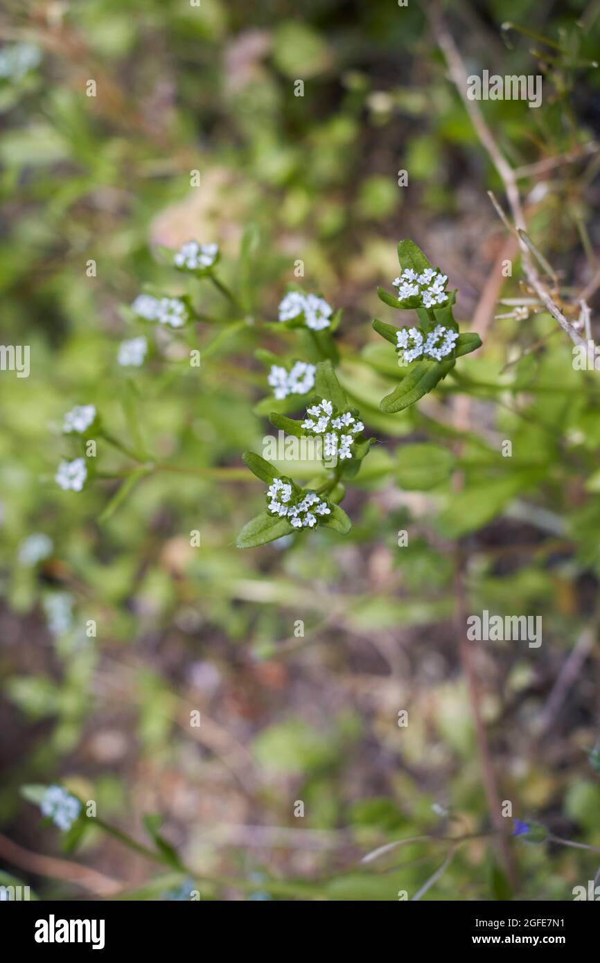 Valerianella locusta pale blue inflorescence Stock Photo