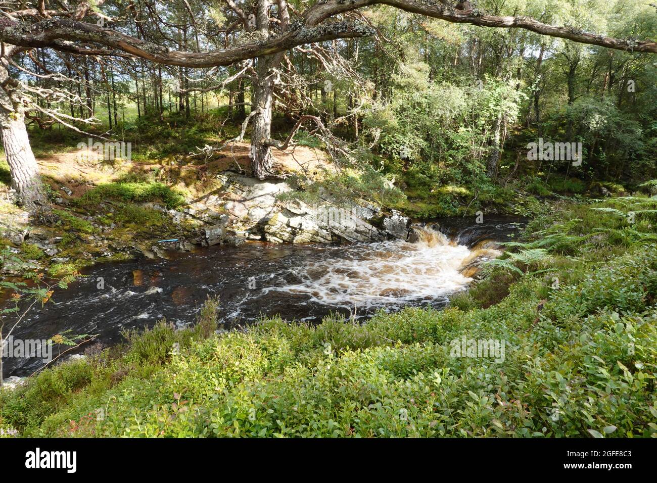 Black Wood of Rannoch the remains of an ancient Caledonian Forest that once covered much of the Scottish Highlands, United Kingdom Stock Photo