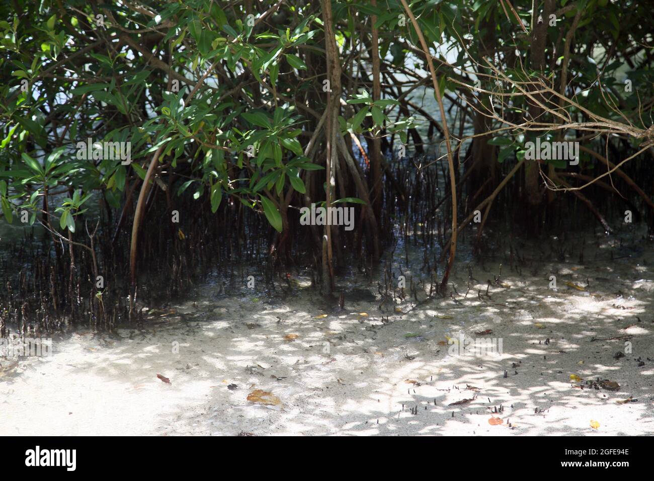 Southern Grenada Mangroves at  Woburn Bay Marine Protected Area Stock Photo